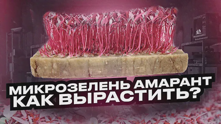 Как посадить и вырастить микрозелень амарант?! Технология выращивания микрозелени - бейбилиста!